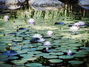 Schwimmteich mit Seerosen Villa Anna