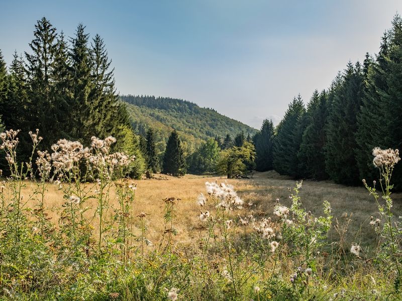 22603693-Ferienhaus-4-Bad Liebenstein-800x600-0