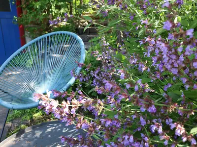 Herrliche Farben erstrahlen im Garten
