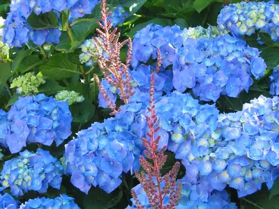 Ferienhäusle- Bild von Garten