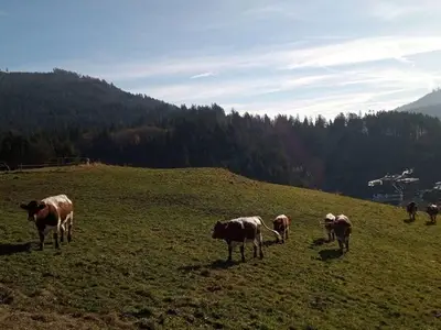 Ferienhaus für 5 Personen (54 m²) in Baiersbronn 4/10