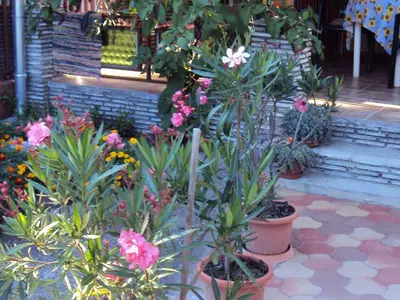 Ferienhaus für 4 Personen (57 m²) in Balatomáriafürdö 8/10