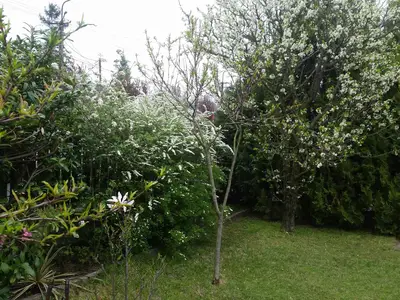 Ferienhaus für 4 Personen (65 m²) in Balatonlelle 9/10