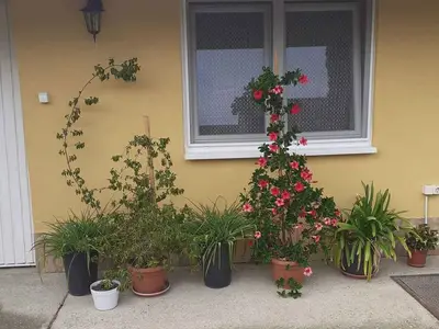 Ferienhaus für 4 Personen (50 m²) in Balatonlelle 9/10