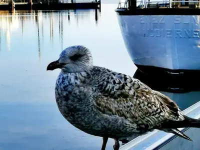 Ferienhaus für 4 Personen (37 m²) in Barth 3/10