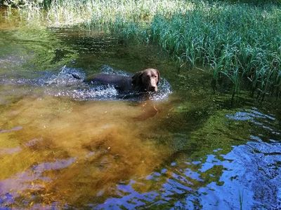 Spaß mit Hunden