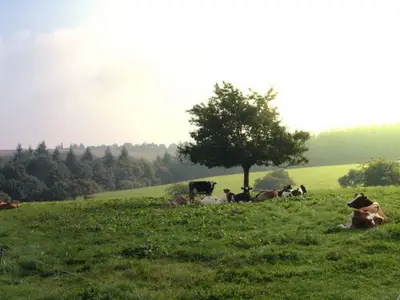 Ferienhaus für 4 Personen (50 m²) in Beltheim 9/10