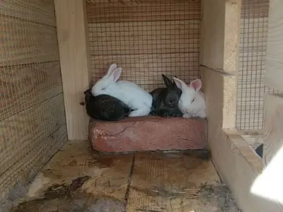 Ferienhaus für 6 Personen in Benkovac 10/10