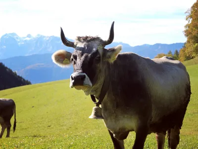 Unsere Nutztiere