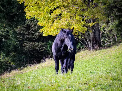 Unsere Nutztiere