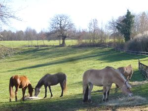 22452615-Ferienhaus-4-Bergerac-300x225-1