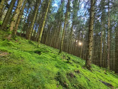 Ferienhaus für 3 Personen (86 m²) in Bestwig 9/10