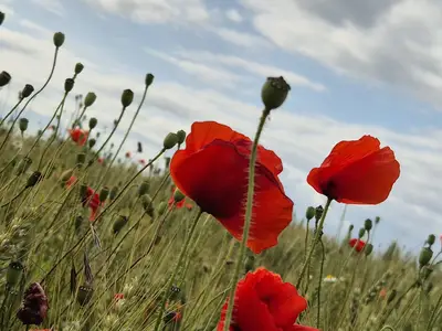 Ferienhaus für 9 Personen (115 m²) in Biendorf 6/10