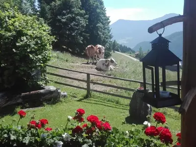 Ferienhaus für 4 Personen (80 m²) in Bischofshofen 4/10