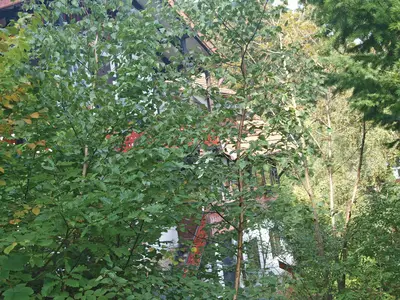 outside