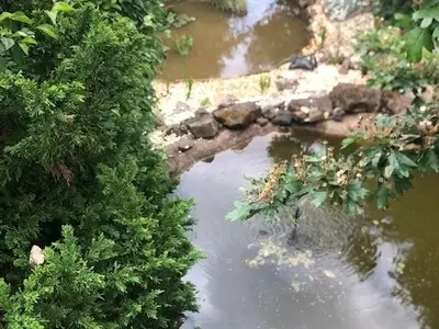 Ferienhaus für 4 Personen (55 m²) in Blankenburg (Harz) 7/10