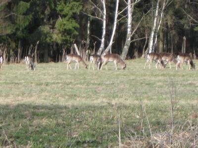 Rehe nahe dem Haus