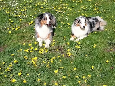 Hunde sind willkommen
