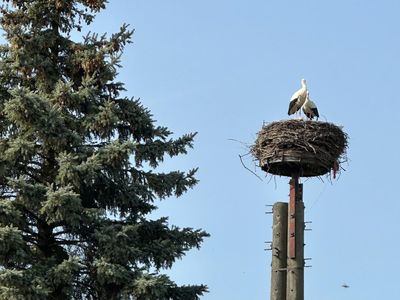 Seit vielen Jahren unser Storchenpaar