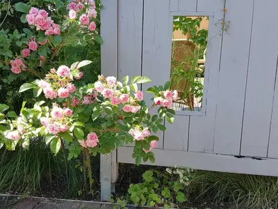 Ferienhaus für 4 Personen (65 m²) in Börgerende 5/10