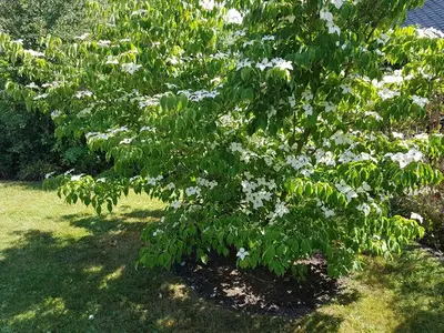 Ferienhaus für 2 Personen (65 m²) in Börgerende 7/10