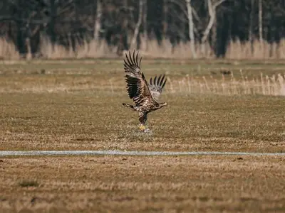Ferienhaus für 8 Personen (125 m²) in Born am Darß 9/10
