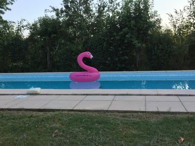 piscine et flamand rose