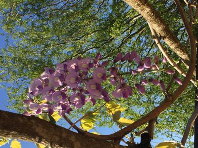 Glycine