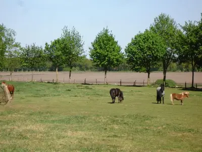 Ferienhaus für 4 Personen (30 m²) in Brinkum 9/10