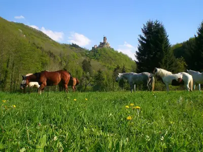 Ehrenburgertal