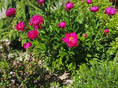 Ferienhaus für 6 Personen (130 m²) in Bruchweiler-Bärenbach 3/10