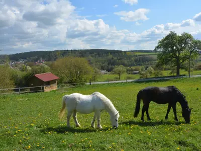 ponysaufderweide