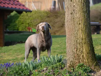hermine-unserehofhndin