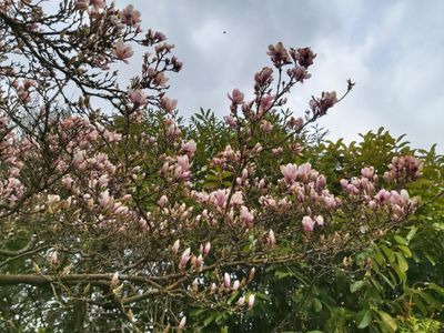 Garten_Tulpenbaum