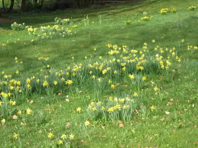 Ferienhaus für 4 Personen (90 m²) in Wirtzfeld 10/10