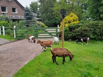 Ferienhaus für 5 Personen (70 m²) in Bunde 5/10