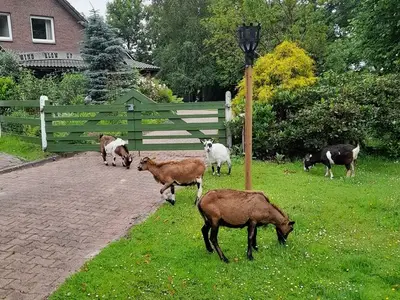 Ferienhaus für 5 Personen (70 m²) in Bunde 5/10