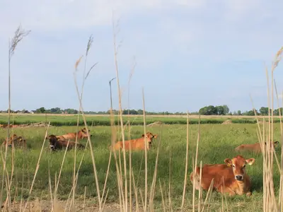 Ferienhaus für 5 Personen (68 m²) in Butjadingen-Sillens 10/10