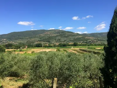 ViewSummer