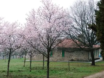 Garten um das Haus