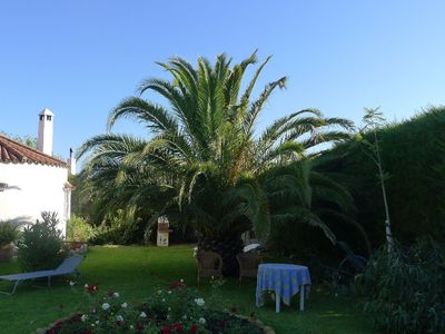 Garten. Unsere Palme