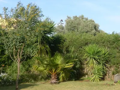 Garten. Der "Urwald"