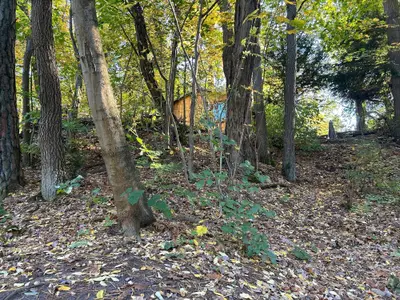 Ferienhaus für 4 Personen (30 m²) in Coswig (Sachsen-Anhalt) 7/10