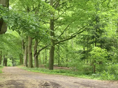 AreaSummer1KM