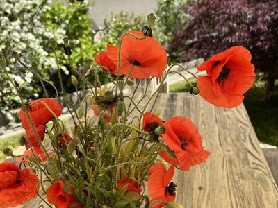 Wildmohn vor dem Haus gepflückt