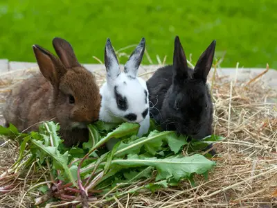 Kaninchen-Streicheltiere