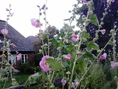 Ferienhaus für 4 Personen (75 m²) in Dagebüll 1/10