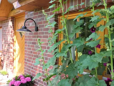 Ferienhaus für 5 Personen (120 m²) in Dahlenburg 2/10