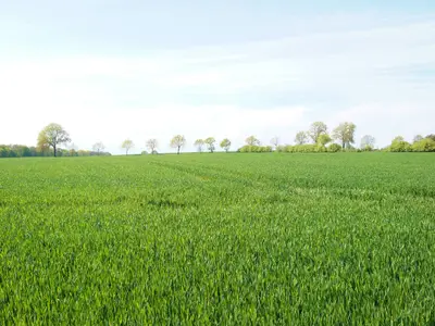 Ferienhaus für 5 Personen (50 m²) in Dahme 8/8