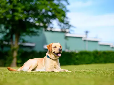 Ferienhaus für 4 Personen (46 m²) in Damp 10/10